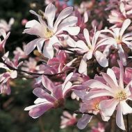 Саженец магнолии Лебнера Leonard Messel в контейнере